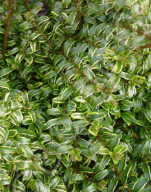 Lonicera nitida 'Variegata'